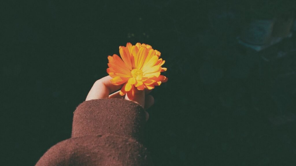 A hand in a brown jacket gently holding a bright orange flower against a dark, softly blurred background