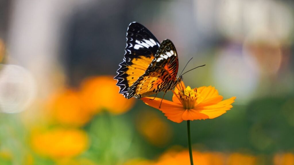 Butterfly resting on an orange flower with a softly blurred background